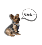 ヨークシャーテリアのアッくん（個別スタンプ：15）