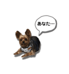 ヨークシャーテリアのアッくん（個別スタンプ：16）