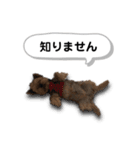 ヨークシャーテリアのアッくん（個別スタンプ：19）