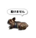 ヨークシャーテリアのアッくん（個別スタンプ：20）
