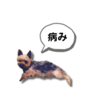 ヨークシャーテリアのアッくん（個別スタンプ：21）