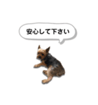 ヨークシャーテリアのアッくん（個別スタンプ：22）
