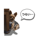 ヨークシャーテリアのアッくん（個別スタンプ：23）