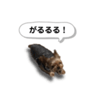 ヨークシャーテリアのアッくん（個別スタンプ：24）