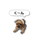 ヨークシャーテリアのアッくん（個別スタンプ：25）