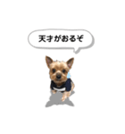 ヨークシャーテリアのアッくん（個別スタンプ：26）