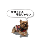 ヨークシャーテリアのアッくん（個別スタンプ：27）