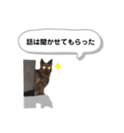 ヨークシャーテリアのアッくん（個別スタンプ：31）