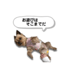 ヨークシャーテリアのアッくん（個別スタンプ：32）
