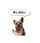 ヨークシャーテリアのアッくん（個別スタンプ：34）