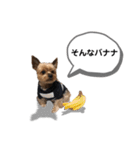 ヨークシャーテリアのアッくん（個別スタンプ：35）