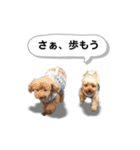 ヨークシャーテリアのアッくん（個別スタンプ：37）