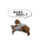 ヨークシャーテリアのアッくん（個別スタンプ：38）