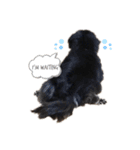 ふんわりだっくす(ブラックタン)（個別スタンプ：2）