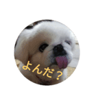 ぺきにーずのすたんぷ（個別スタンプ：1）