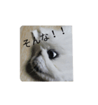 ぺきにーずのすたんぷ（個別スタンプ：2）