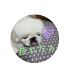 ぺきにーずのすたんぷ（個別スタンプ：5）