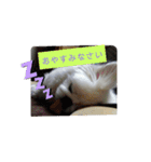 ぺきにーずのすたんぷ（個別スタンプ：8）