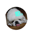 ぺきにーずのすたんぷ（個別スタンプ：14）