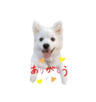 かわいいもふもふの子犬スピッツ（個別スタンプ：1）