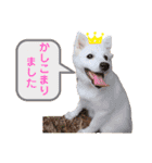 かわいいもふもふの子犬スピッツ（個別スタンプ：2）