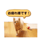 かわいいもふもふの子犬スピッツ（個別スタンプ：3）