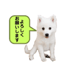かわいいもふもふの子犬スピッツ（個別スタンプ：4）