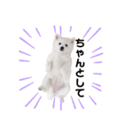 かわいいもふもふの子犬スピッツ（個別スタンプ：5）