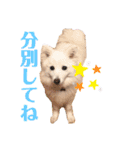 かわいいもふもふの子犬スピッツ（個別スタンプ：6）