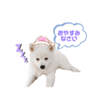 かわいいもふもふの子犬スピッツ（個別スタンプ：7）