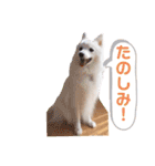 かわいいもふもふの子犬スピッツ（個別スタンプ：8）