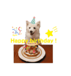 かわいいもふもふの子犬スピッツ（個別スタンプ：9）