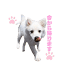 かわいいもふもふの子犬スピッツ（個別スタンプ：10）