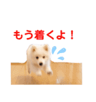 かわいいもふもふの子犬スピッツ（個別スタンプ：11）