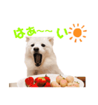 かわいいもふもふの子犬スピッツ（個別スタンプ：12）