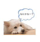 かわいいもふもふの子犬スピッツ（個別スタンプ：13）