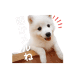かわいいもふもふの子犬スピッツ（個別スタンプ：14）