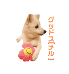 かわいいもふもふの子犬スピッツ（個別スタンプ：15）
