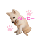 かわいいもふもふの子犬スピッツ（個別スタンプ：16）