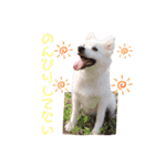 かわいいもふもふの子犬スピッツ（個別スタンプ：17）