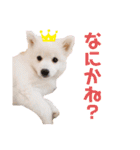 かわいいもふもふの子犬スピッツ（個別スタンプ：19）