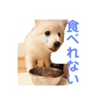 かわいいもふもふの子犬スピッツ（個別スタンプ：20）