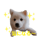 かわいいもふもふの子犬スピッツ（個別スタンプ：21）