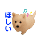 かわいいもふもふの子犬スピッツ（個別スタンプ：22）