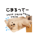 かわいいもふもふの子犬スピッツ（個別スタンプ：23）