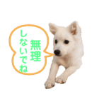 かわいいもふもふの子犬スピッツ（個別スタンプ：24）