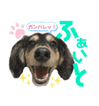 銀二のすたんぷ（個別スタンプ：14）