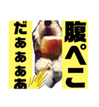 ☺︎ミディアムプードルゆずちゃん☺︎（個別スタンプ：4）