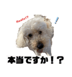 ☺︎ミディアムプードルゆずちゃん☺︎（個別スタンプ：6）