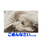 ☺︎ミディアムプードルゆずちゃん☺︎（個別スタンプ：8）